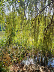 Lakeside Green Veil at the Bottomless lake, budapest