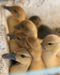 Close-up of a group of fluffy yellow ducklings huddled together, baby ducks with soft down feathers and dark beaks, farm animals and poultry farming concept, adorable livestock and rural life theme