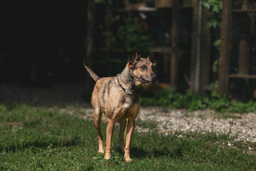 Alert belgian malinois standing outdoors on green grass