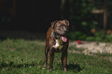 Brindle pit bull terrier standing on grass with blue collar