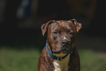 Brindle dog with blue collar sitting on grass under sunlit shade