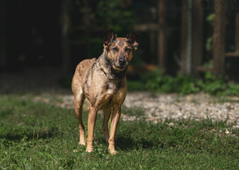 Alert german shepherd mix standing on grass in sunlit outdoor setting