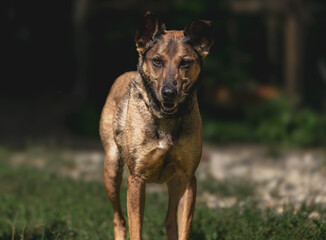 Alert brown dog strolling on green grass outdoors in sunlight