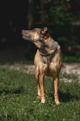 Alert brown dog standing on grass in sunlit garden