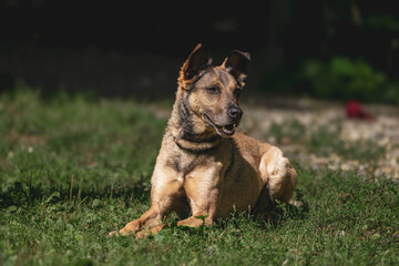 German shepherd mix dog relaxing on green grass