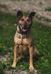 Happy adult dog sitting on grass