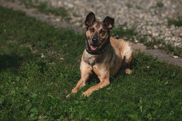Happy german shepherd mix dog relaxing on grass outdoors