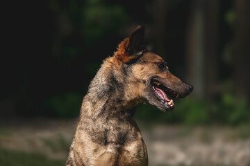 German shepherd dog looking to side in natural setting outdoors