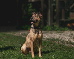 Alert german shepherd dog sitting on green grass outdoors