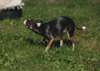 Chihuahua shaking off water on grass in sunlit garden scene