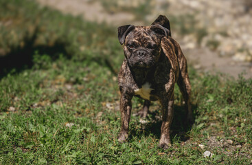 Brindle french bulldog standing on grass in sunlit garden