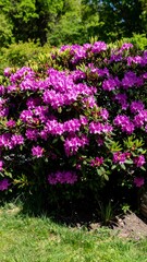 Obraz premium Lush vibrant purple rhododendrons