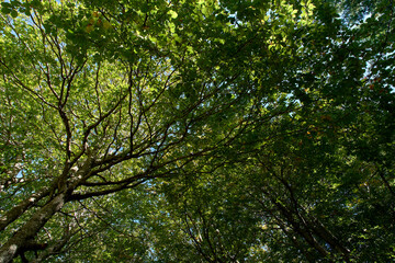 Lush Green Canopy in Forest