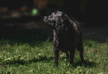 Black labrador retriever standing on grass in sunlight
