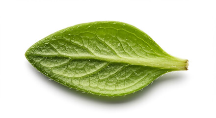 Fototapeta premium Close-up of a Fresh Green Thyme Leaf Isolated on White Background Showing Detailed Texture