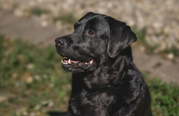 Black labrador retriever sitting outdoors on a sunny day