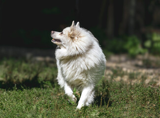 Fototapeta premium Fluffy white dog running in lush green park on a sunny day