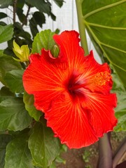 A stunning close-up of a vibrant red hibiscus flower showcasing its intricate petals and elegant beauty, surrounded by lush green leaves, perfect for nature enthusiasts