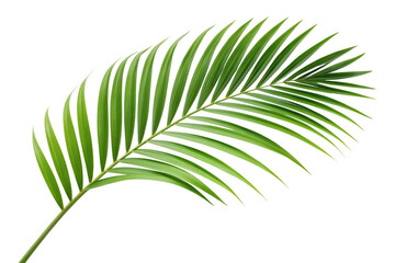 Obraz premium A vibrant green palm leaf is isolated on a transparent background, perfect for tropical designs. This fresh single frond is a versatile PNG asset.