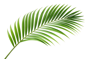 A vibrant green palm leaf is isolated on a transparent background, perfect for tropical designs. This fresh single frond is a versatile PNG asset.