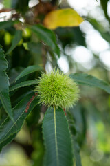 chestnuts on a tree