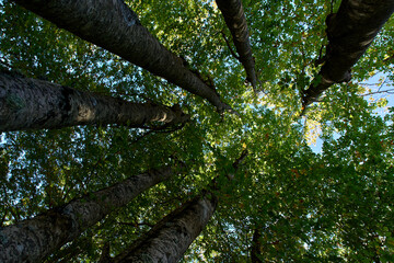 Fototapeta premium Upward view of tall trees in a forest.