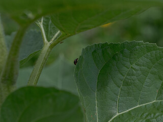 Obraz premium Close-up of a ladybug covered with water droplets on green background, macro photography of insect in nature.