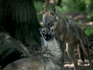 Wild wolves interacting and showing dominance behavior