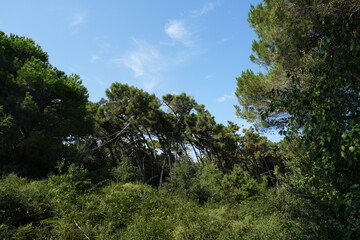 PINO MARITTINO AD ALTO FUSTO