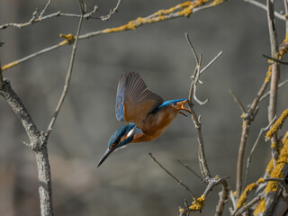 Colorful kingfisher bird perched and hunting near water in nature