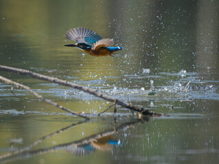 Colorful kingfisher bird perched and hunting near water in nature