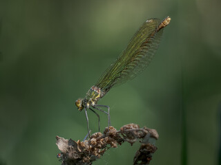 Close-up macro of banded demoiselle damselfly in natural habitat