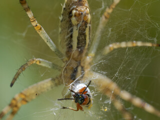 Macro photography of spider catching and feeding on insect prey in web