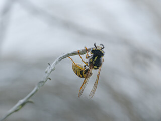 Macro close-up of wasp on plant branch with detailed yellow markings