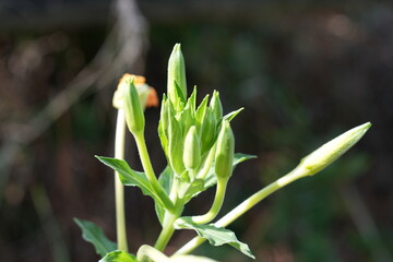 BOCCIOLI CHE STANNO PER SBOCCIARE