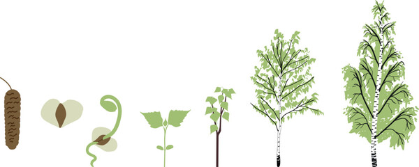 Life cycle of birch tree (Betula pendula). Growth stages from seed and sprout to old tree with green crown isolated on white background