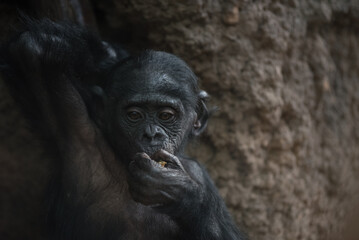 Close-up of bonobo ape eating food with thoughtful expression