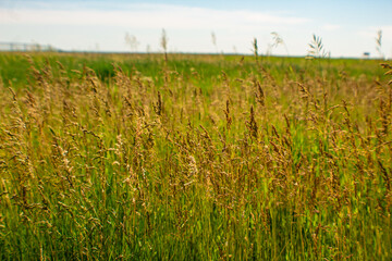 America's Great Grasslands