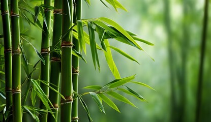Fototapeta premium Green bamboo stalks with fresh leaves in a natural forest environment. Soft focus background creates a peaceful, zen-like atmosphere. Ideal for themes of nature, growth, and serenity.