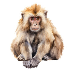 PNG Monkey wildlife mammal animal.