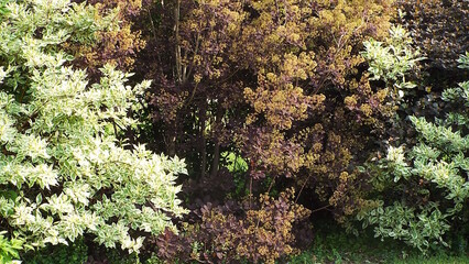 A central Smokebush with dark purple leaves and a fluffy, yellow inflorescence, flanked by Variegated Dogwood shrubs with green and white foliage.