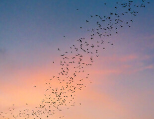 Bats fly over Congress Avenue bridge in Austin Texas on their way east to feed