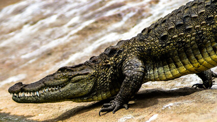 Obraz premium Closeup photograph of a crocodile or alligator showing its face and upper body as it walks from the rocky ground into the waters of a river