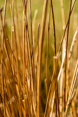 Golden Dry Grass Stems in Warm Sunlight