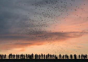 Bat watchers crowd on Congress Avenue bridge as bats fly overhead with sunset sky behind © steheap