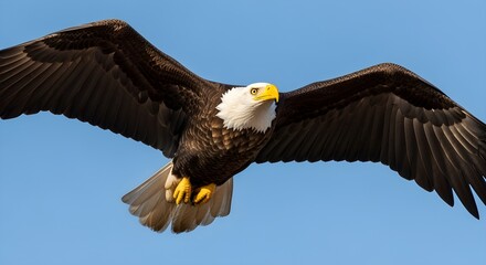 Obraz premium Close-up of majestic bald eagle in flight against clear blue sky