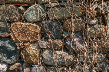Weathered stone wall covered with dry climbing vines. Close-up view of a rustic stone wall with intertwined dry vines, showcasing natural textures and earthy tones for organic background.