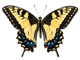 Beautiful yellow and black tiger swallowtail butterfly isolated on transparent background