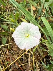 Zaunwinde Calystegia Ackerwinde Winde Convolvulus macrostegia Greene silvatica Silberwinde Winde field hedge bindweed meadow wood silver white grass rosa becher trichter cup funnel hecke hedge