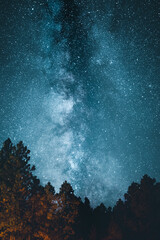 Milky Way Over Pine Trees